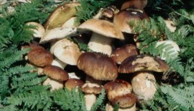 funghi