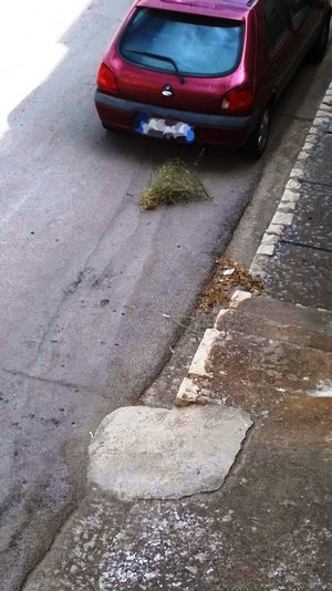 erbacce in via Corsica2