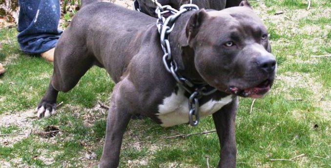 pitbull