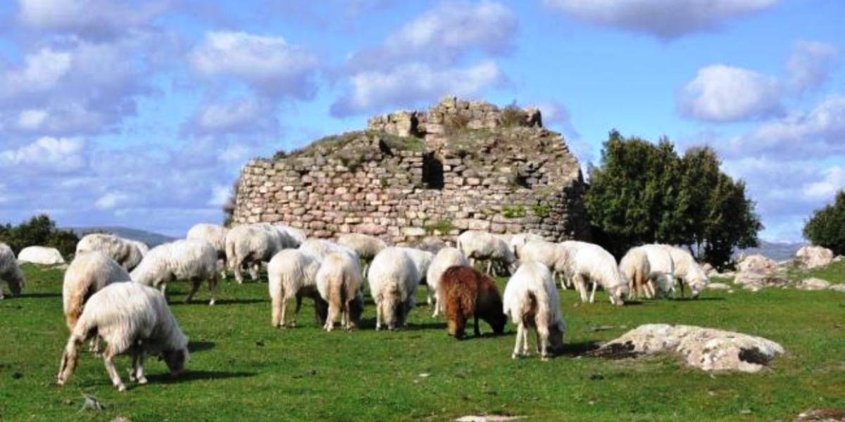 aziende agricole sarde