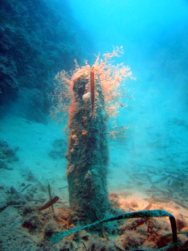 Pinna Nobilis Setacea