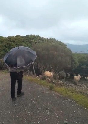 Mirco Pes e le sue pecore