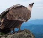 i grifoni tornano a Monte Unturzu, nell'oasi di ripopolamento