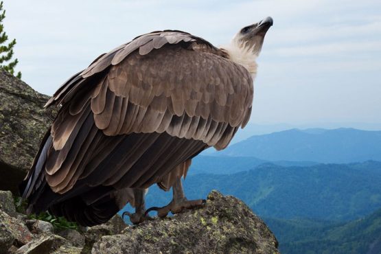 i grifoni tornano a Monte Unturzu, nell'oasi di ripopolamento