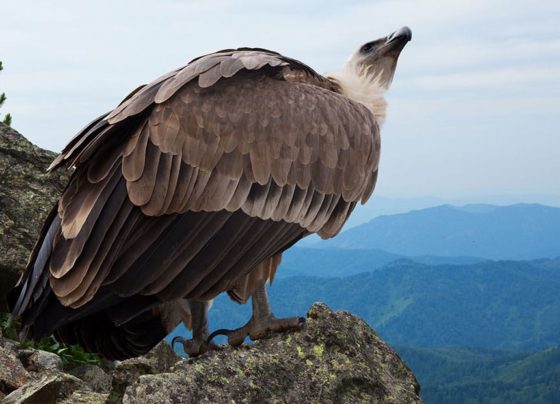 i grifoni tornano a Monte Unturzu, nell'oasi di ripopolamento