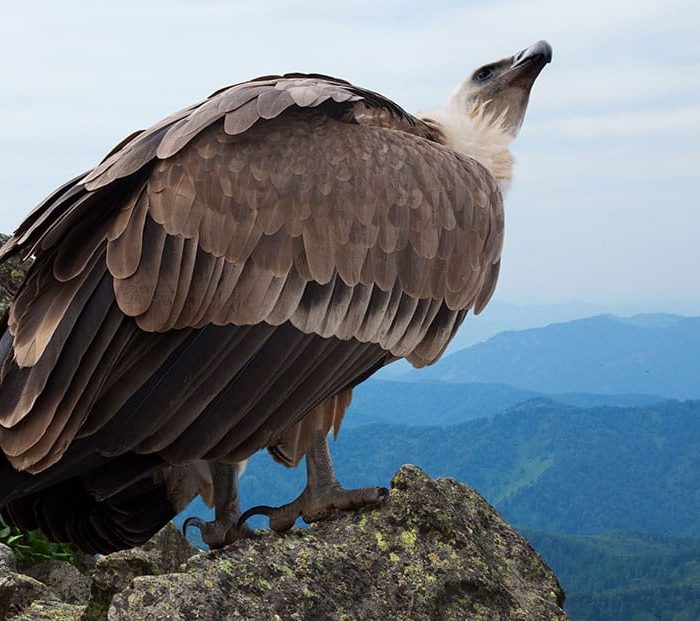 i grifoni tornano a Monte Unturzu, nell'oasi di ripopolamento