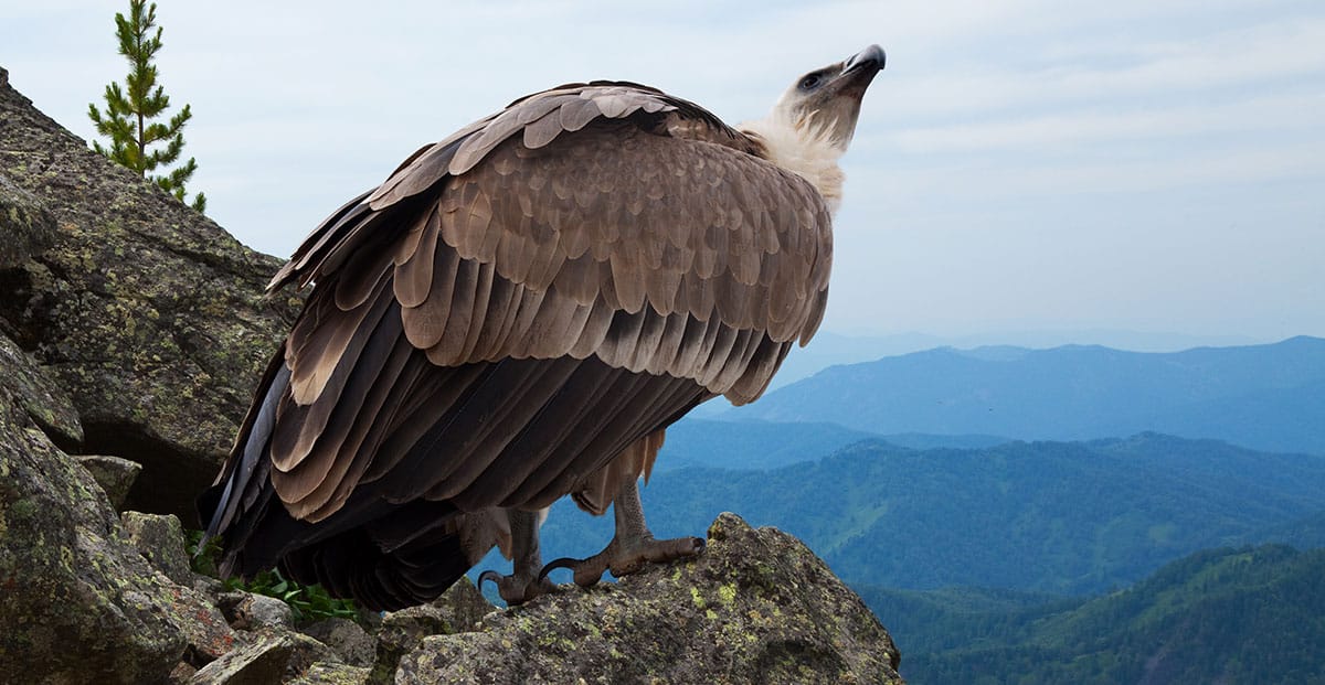 Aquila - foto di Nicola Zara